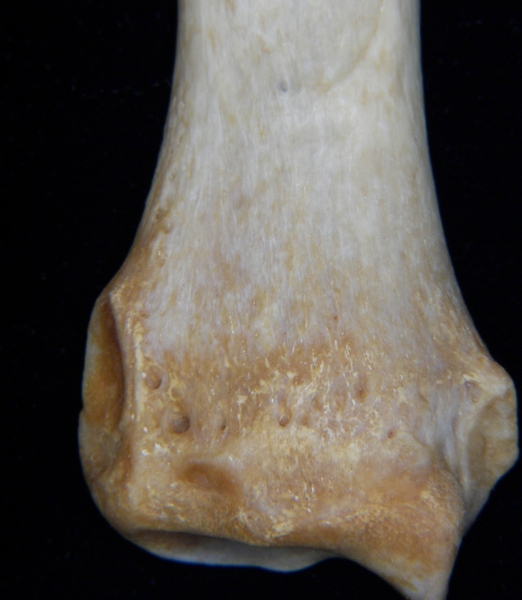 Dog (Canis lupus familiaris) left radius, distal aspect, view 2