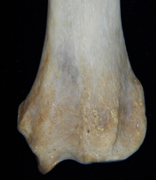 Dog (Canis lupus familiaris) left radius, distal aspect