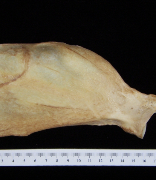 Dog (Canis lupus familiaris) left scapula, anterior view