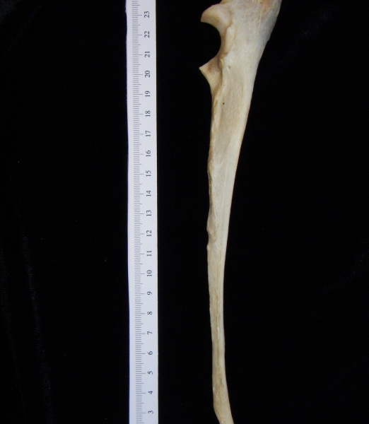 Dog (Canis lupus familiaris) left ulna, lateral view