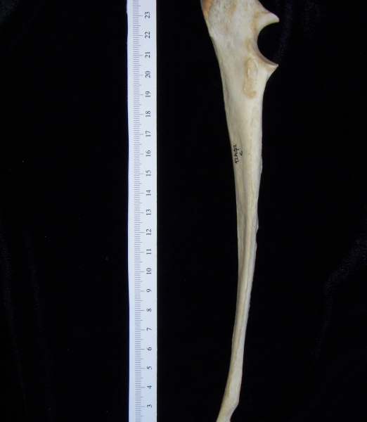 Dog (Canis lupus familiaris) left ulna, medial view