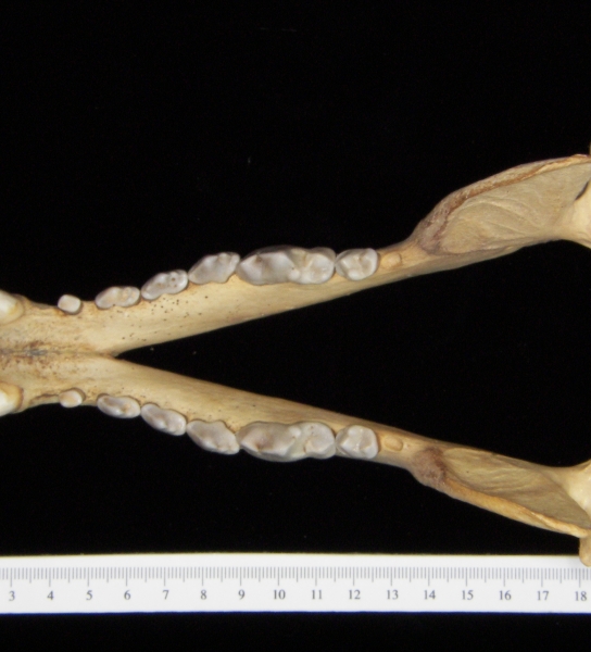 Dog (Canis lupus familiaris) mandible, superior view