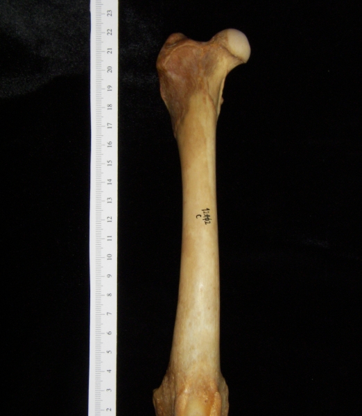 Dog (Canis lupus familiaris) right femur, anterior view