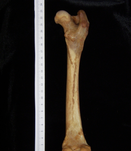 Dog (Canis lupus familiaris) right femur, posterior view