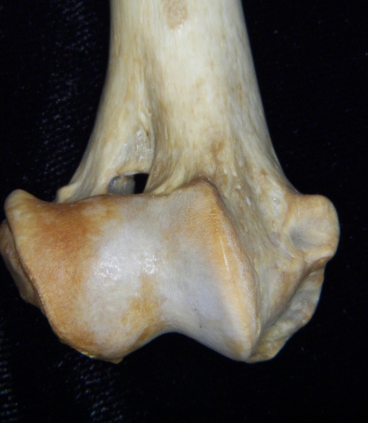 Dog (Canis lupus familiaris) right humerus, distal aspect