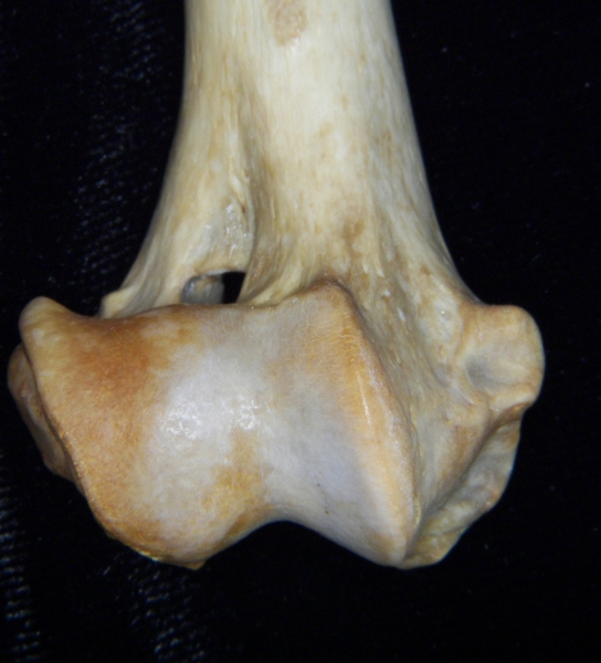 Dog (Canis lupus familiaris) right humerus, distal aspect