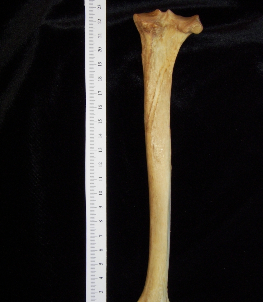 Dog (Canis lupus familiaris) right tibia, posterior view