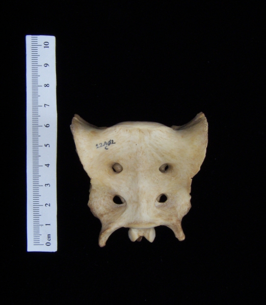 Anterior View Domestic Dog Sacrum