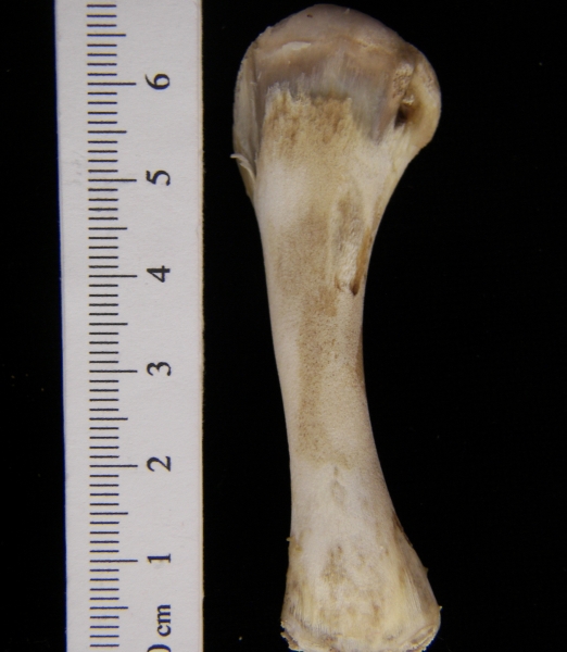 Domestic chicken (Gallus gallus) humerus