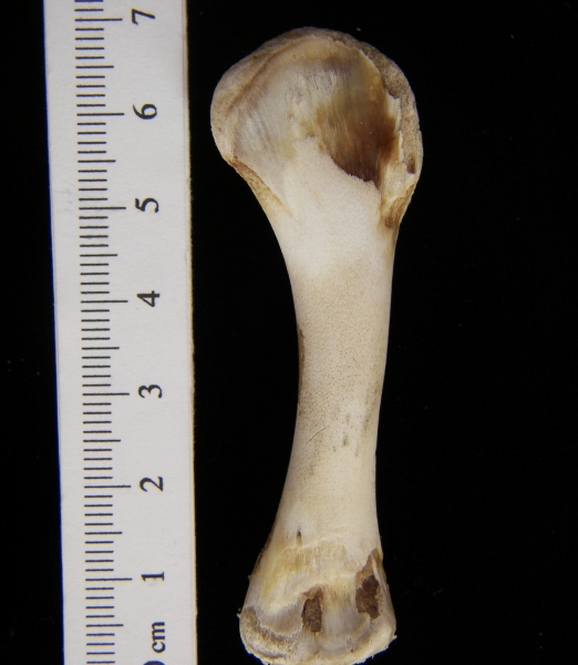 Domestic chicken (Gallus gallus) humerus, view 2