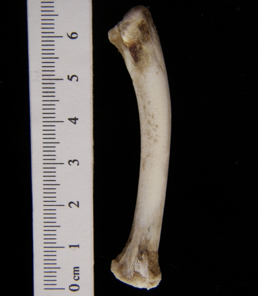 Domestic chicken (Gallus gallus) ulna