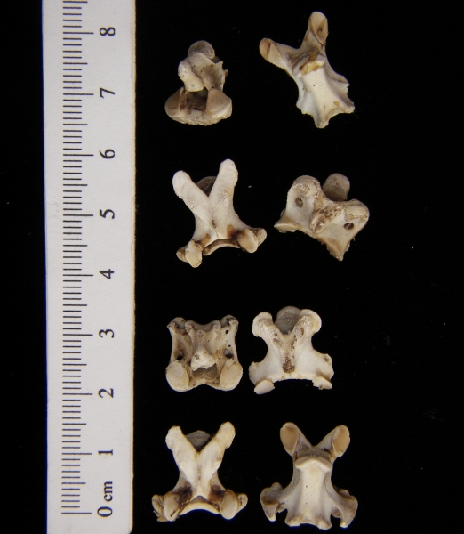 Domestic chicken (Gallus gallus) vertebrae