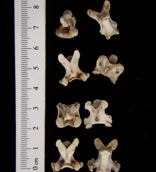 Domestic chicken (Gallus gallus) vertebrae