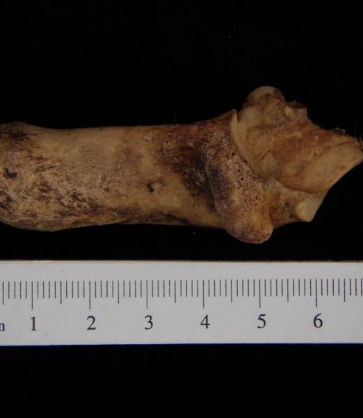 Medial View Left Domestic Goat Calcaneus