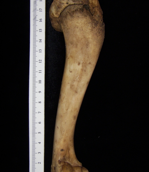 Domestic goat (Capra hircus) left humerus, view 2