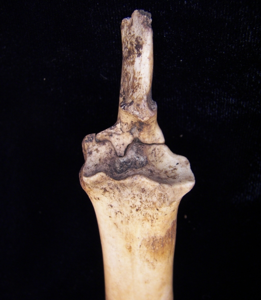 Domestic goat (Capra hircus) left radius and ulna, proximal view