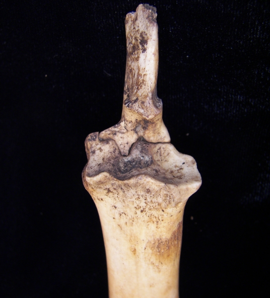 Domestic goat (Capra hircus) left radius and ulna, proximal view