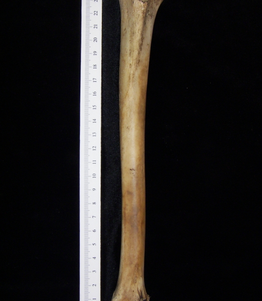 Domestic goat (Capra hircus) left tibia, anterior view