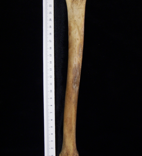 Domestic goat (Capra hircus) left tibia, posterior view