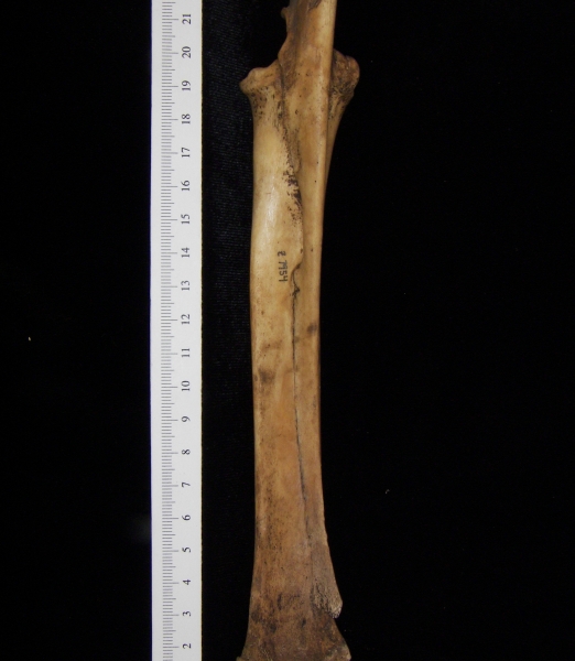 Domestic goat (Capra hircus) right radius and ulna, view 3