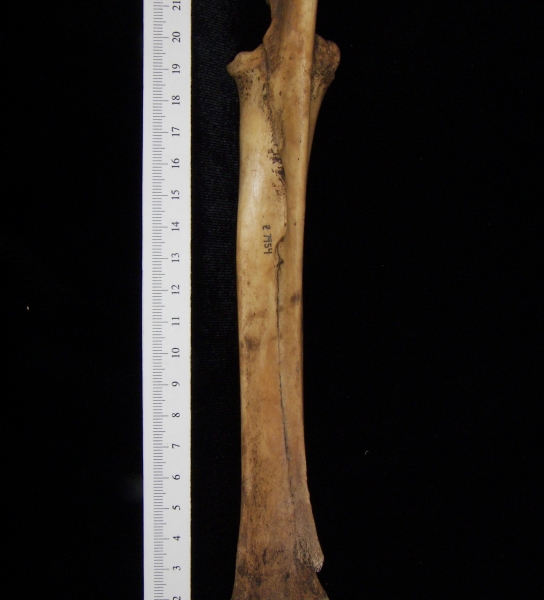 Domestic goat (Capra hircus) right radius and ulna, view 3