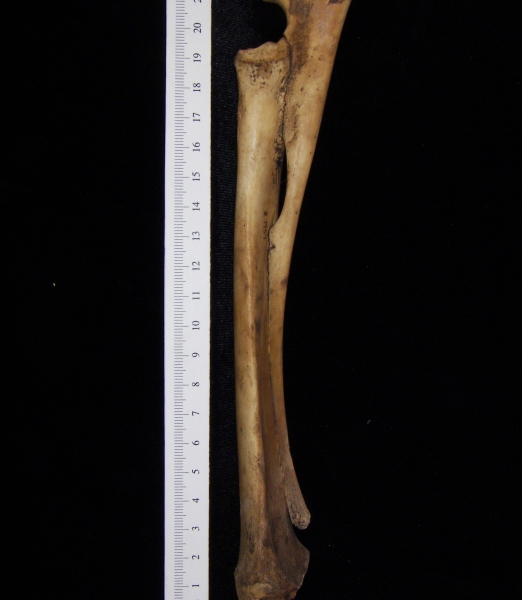 Domestic goat (Capra hircus) right radius and ulna, view 2