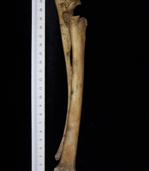 Domestic goat (Capra hircus) right radius and ulna