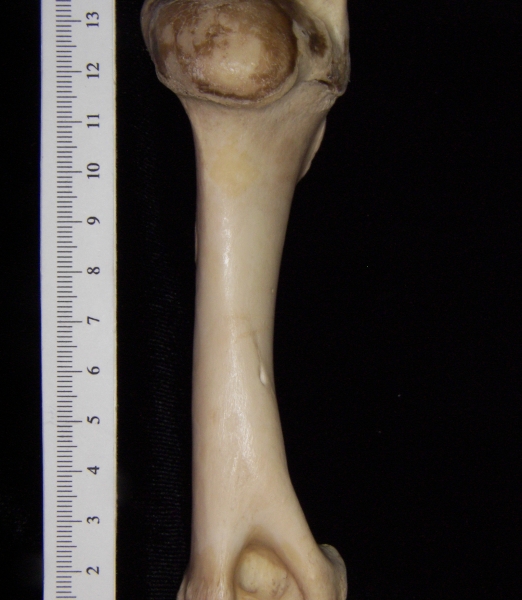 Domestic sheep (Ovis aries) right humerus, view 2