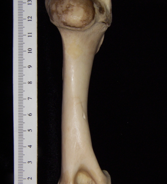 Domestic sheep (Ovis aries) right humerus, view 2