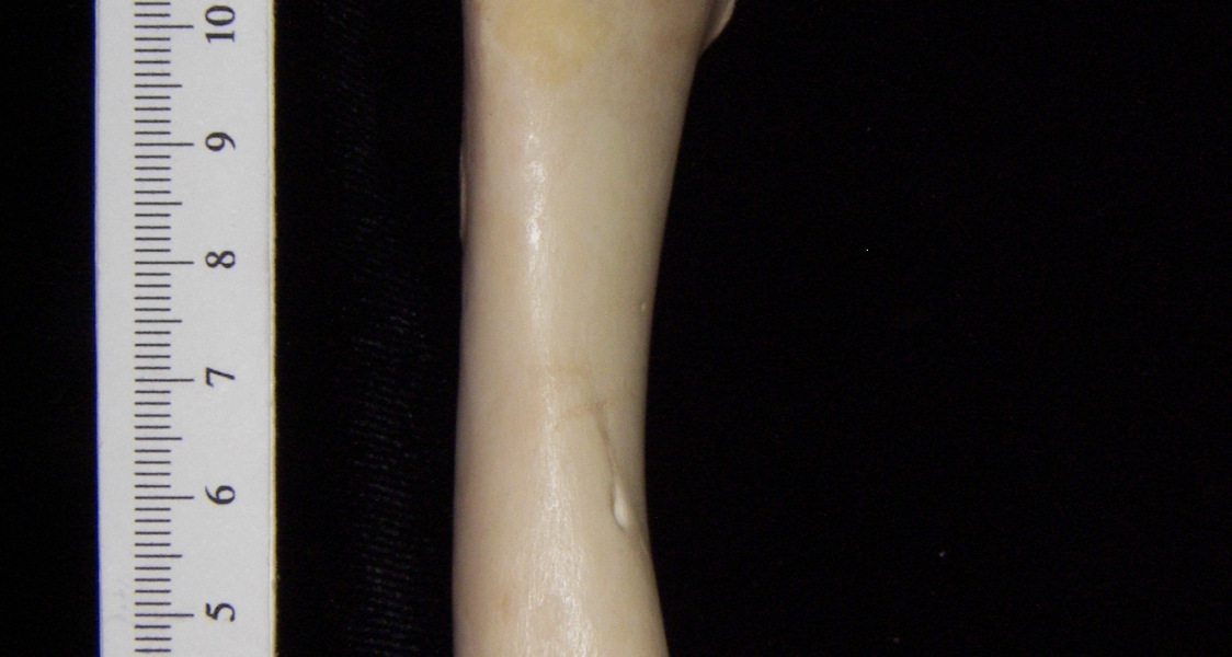 Domestic sheep (Ovis aries) right humerus, view 2
