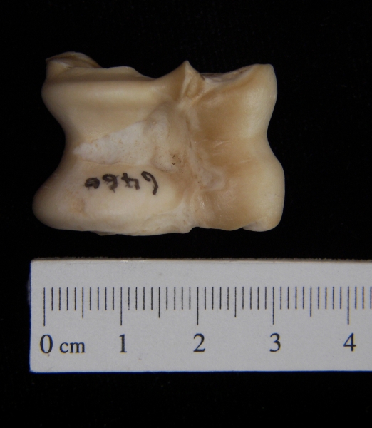 Domestic sheep (Ovis aries) astragalus, inferior view