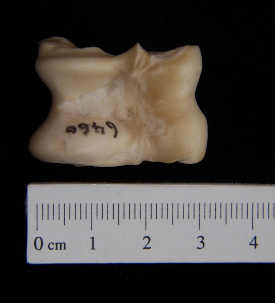 Domestic sheep (Ovis aries) astragalus, inferior view