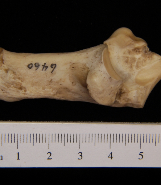 Medial View Left Domestic Sheep Calcaneus