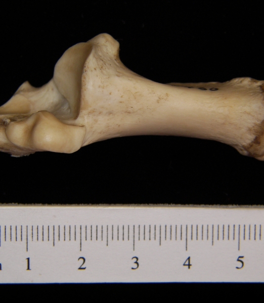 Superior View Left Domestic Sheep Calcaneus