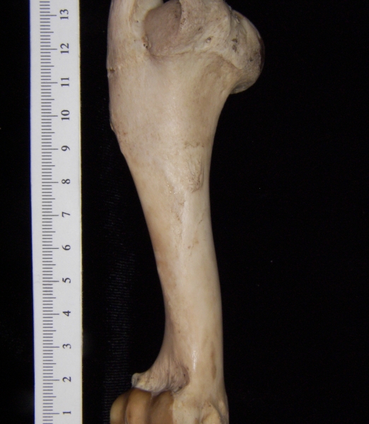 Domestic sheep (Ovis aries) right humerus