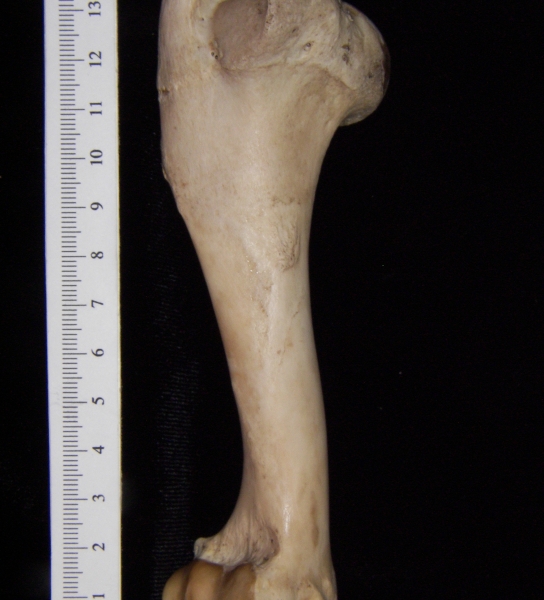 Domestic sheep (Ovis aries) right humerus