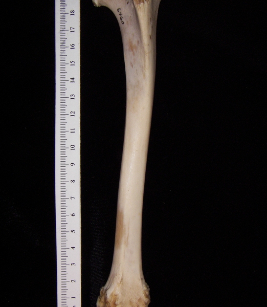 Domestic sheep (Ovis aries) right tibia, anterior view