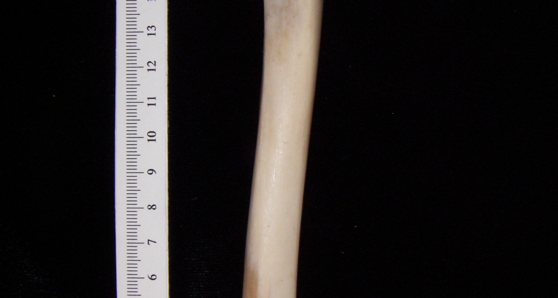 Domestic sheep (Ovis aries) right tibia, anterior view