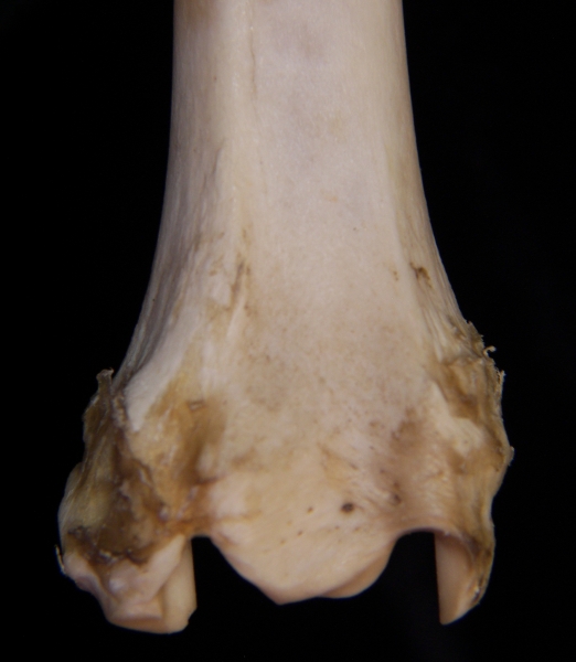 Domestic sheep (Ovis aries) right tibia, distal anterior aspect