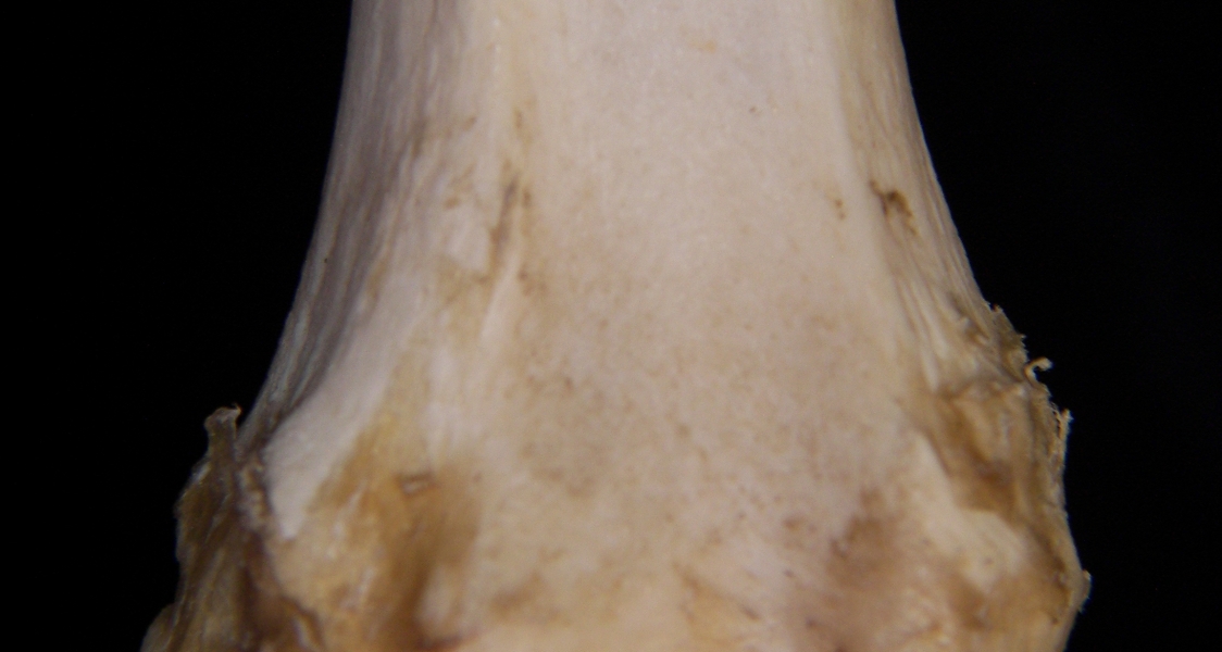 Domestic sheep (Ovis aries) right tibia, distal anterior aspect