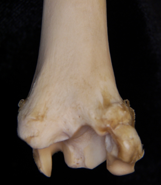 Domestic sheep (Ovis aries) right tibia, distal posterior aspect