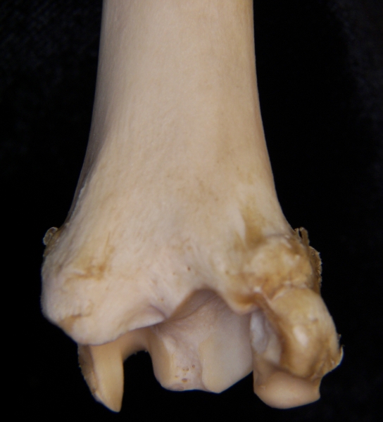 Domestic sheep (Ovis aries) right tibia, distal posterior aspect