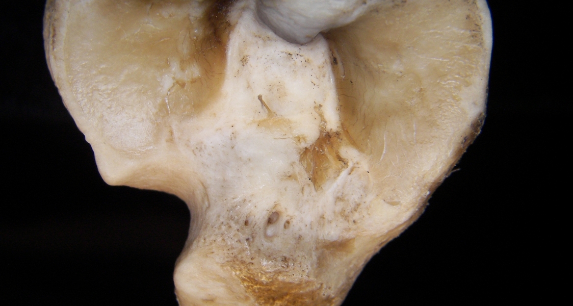 Domestic sheep (Ovis aries) right tibia, proximal articular surface