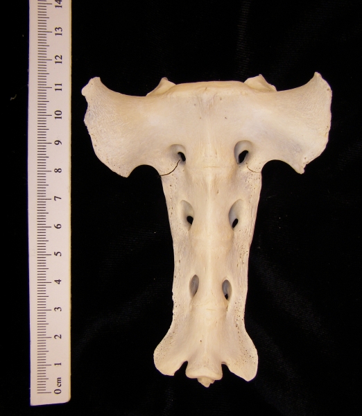 Anterior View Domestic Sheep Sacrum