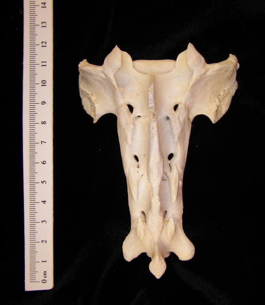 Posterior View Domestic Sheep Sacrum