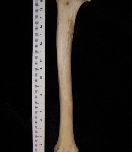 Domestic sheep (Ovis aries) right tibia, posterior view