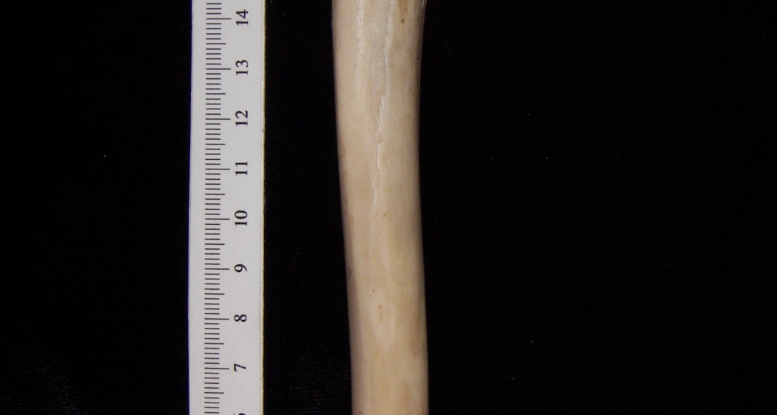 Domestic sheep (Ovis aries) right tibia, posterior view