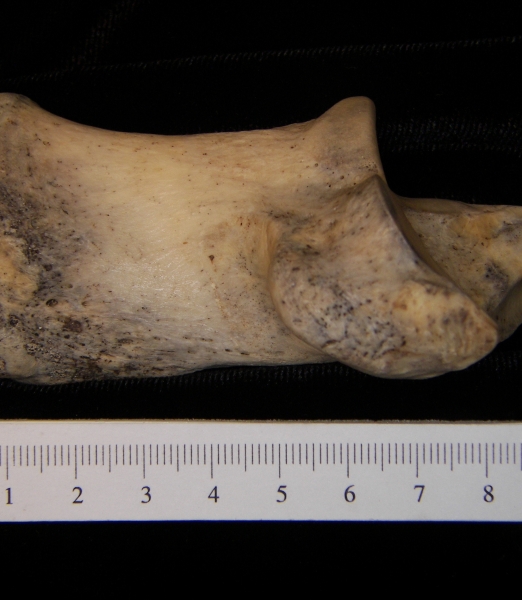 Medial View Left Donkey Calcaneus