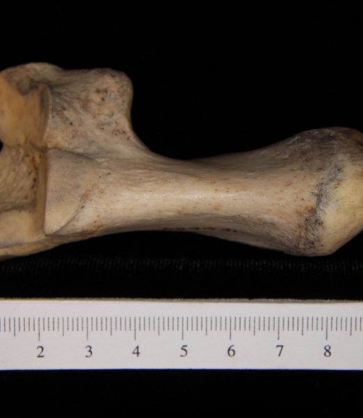 Superior View Left Donkey Calcaneus