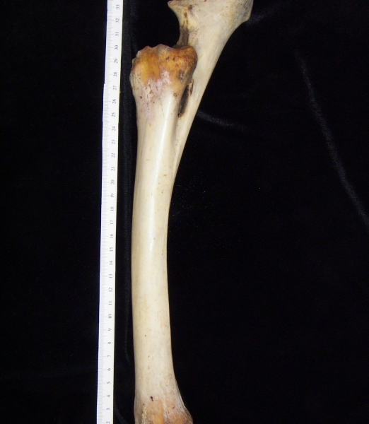 Donkey (Equus asinus) left radius and ulna, lateral view